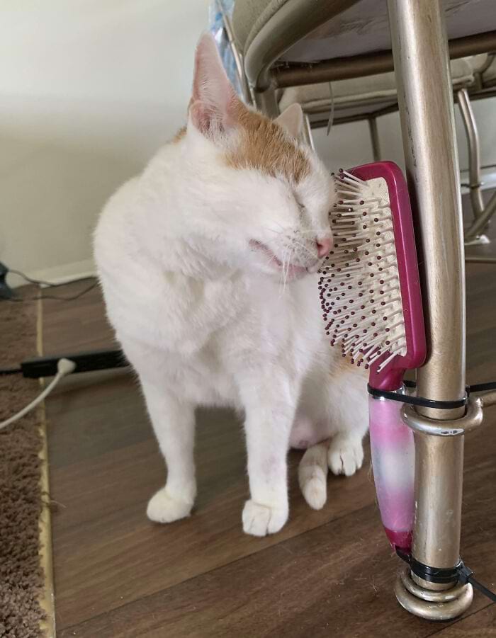 image-20240603152648-10