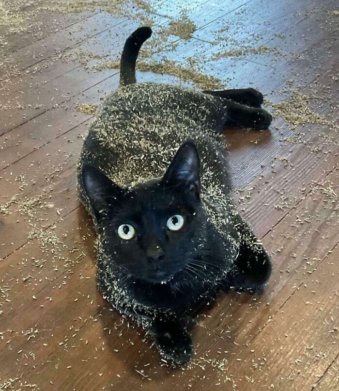 image-20240613181656-3