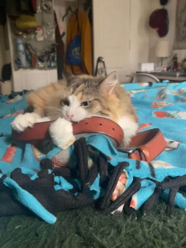 image-20240613181702-5