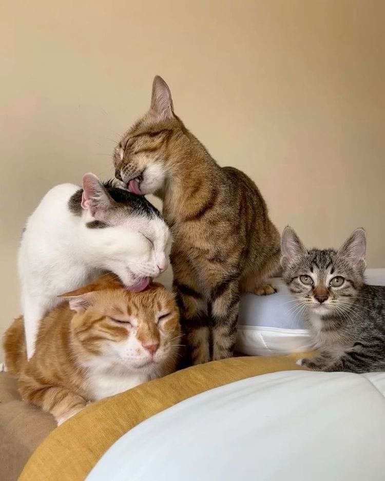 image-20240621135927-7