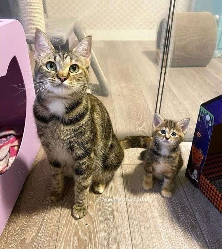 image-20240621135940-11