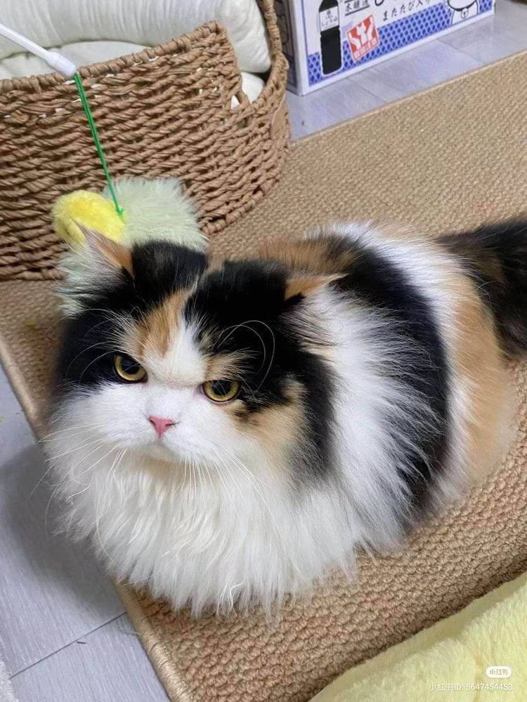 image-20240621135959-17