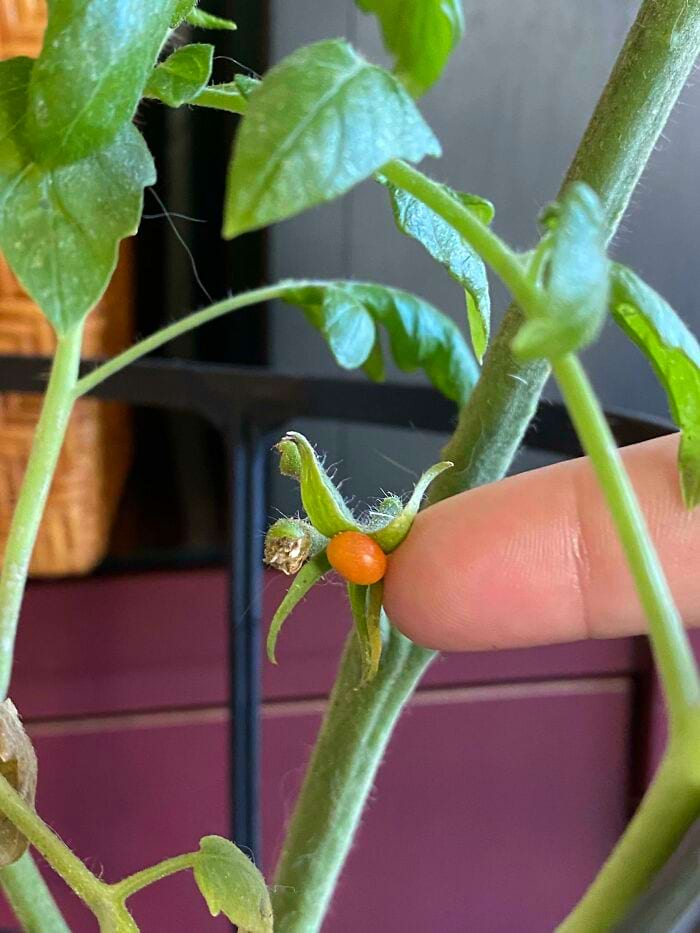 image-20240626122933-1