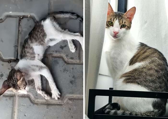 image-20240701145001-4