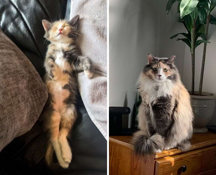 image-20240701145026-12