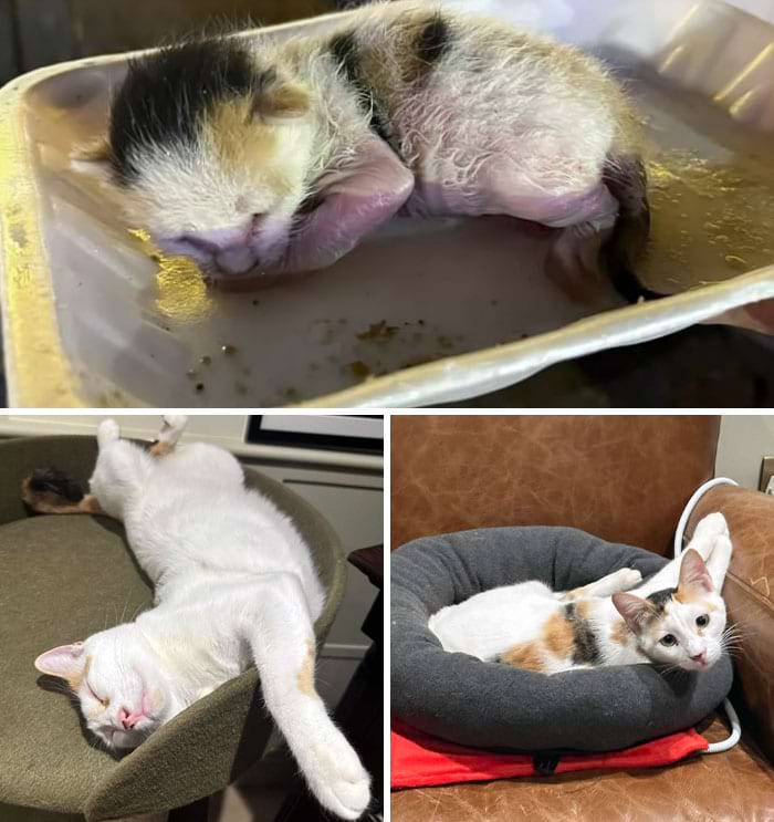 image-20240701145036-15