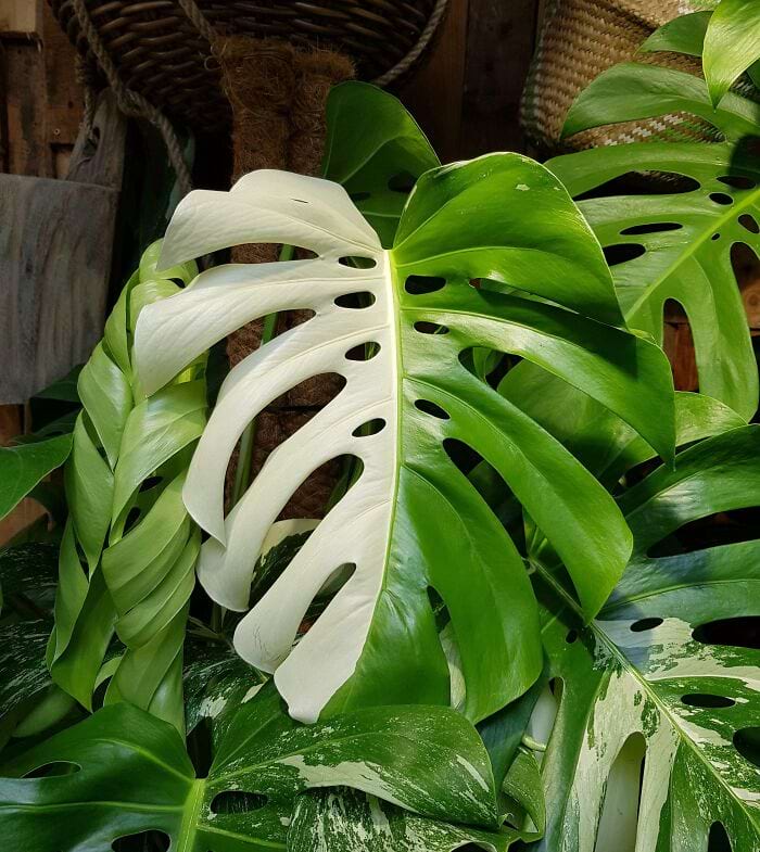 image-20240722142842-7