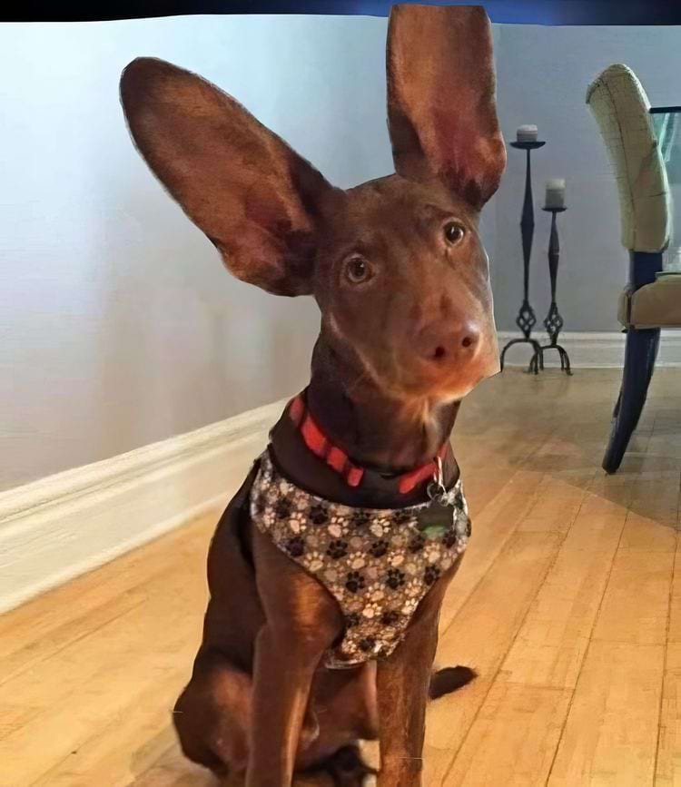 image-20240731113021-10