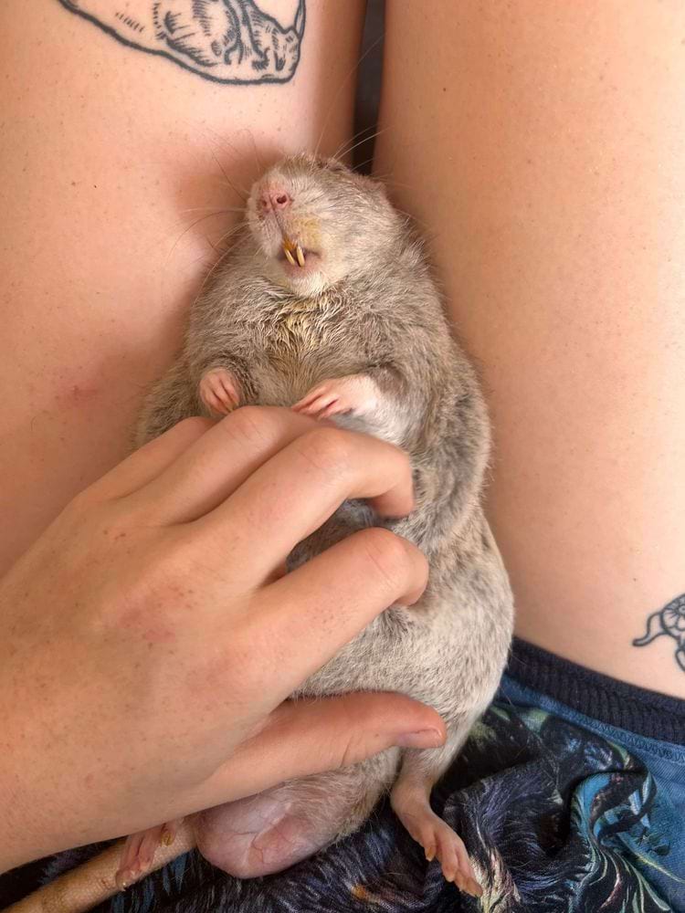 image-20240731113043-17