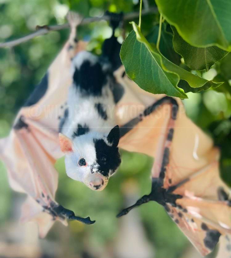 image-20240806135731-9