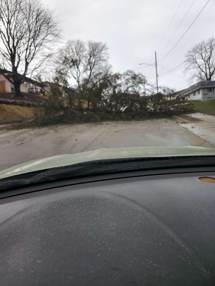 дерево упало на дорогу