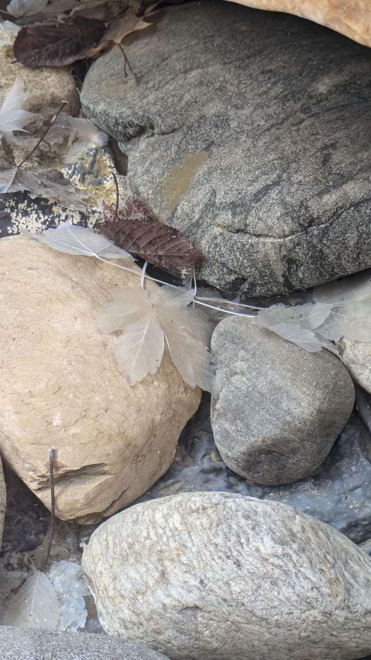 прозрачные листья в воде