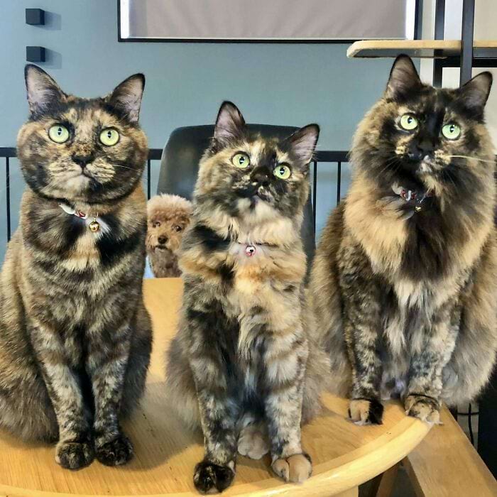 image-20241114180952-6