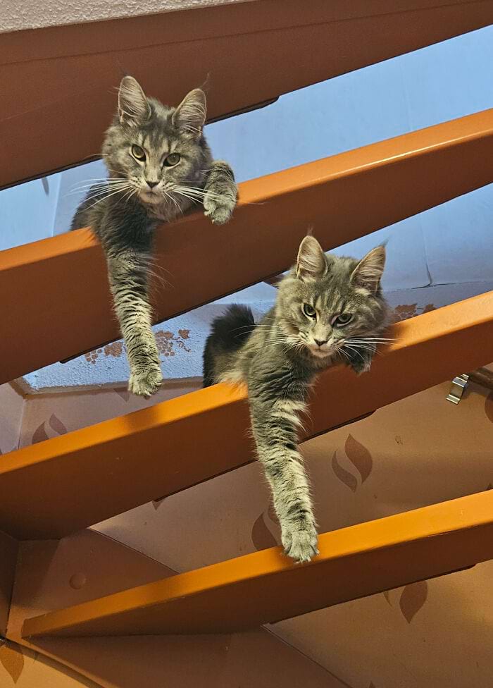 image-20241114181102-17