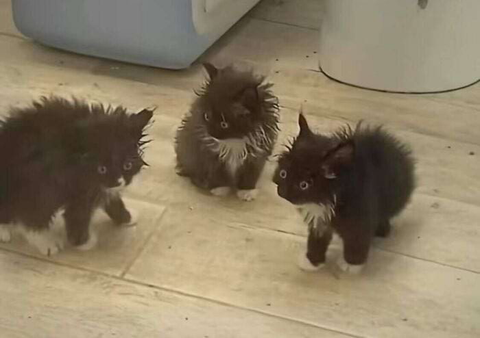 image-20241114181112-19