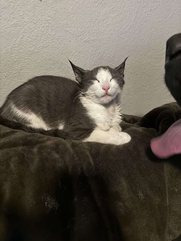 image-20241224123408-2