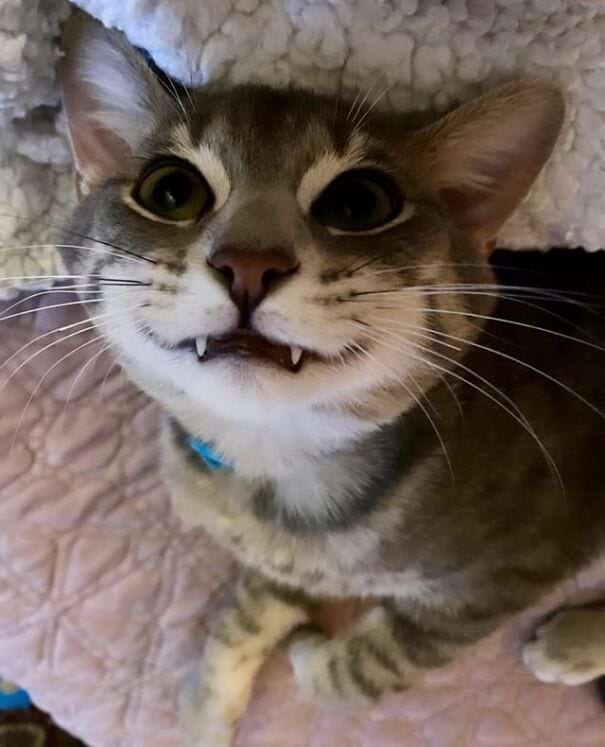 image-20241224123424-5