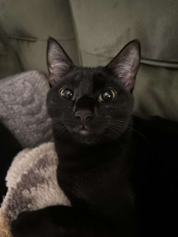 image-20241224123438-9