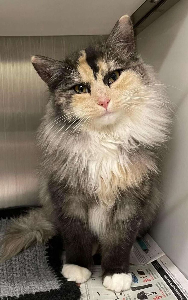 image-20250204172112-7