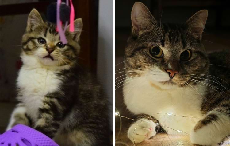 image-20250210115632-4