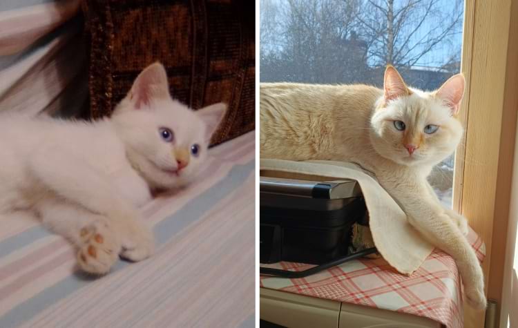 image-20250210115653-9