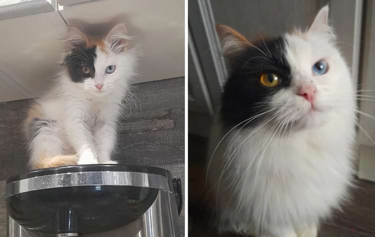 image-20250210115655-10