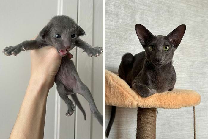 image-20250210115658-11