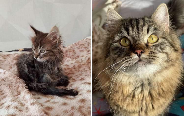 image-20250210115705-13