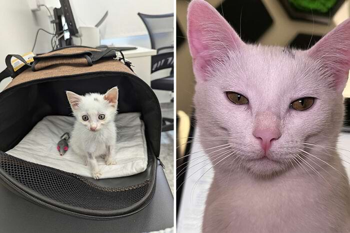 image-20250210115713-16