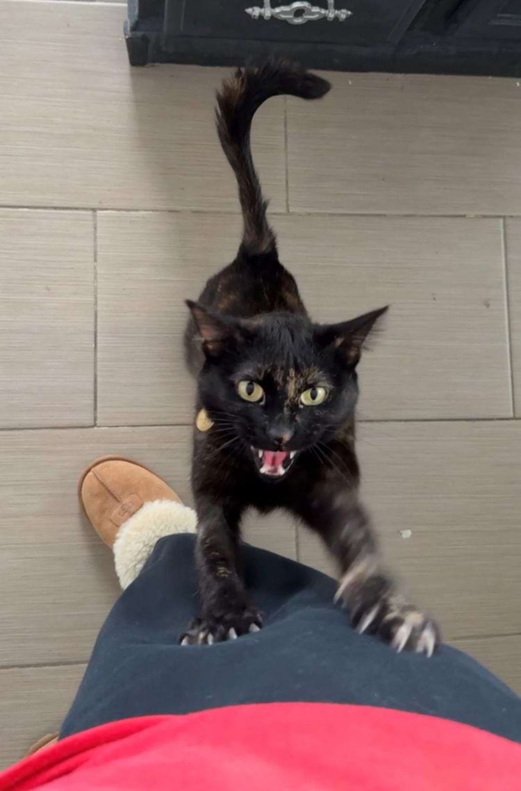 image-20250221170911-10