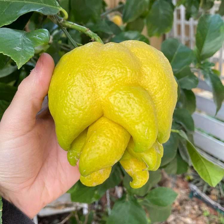 image-20250228133803-10