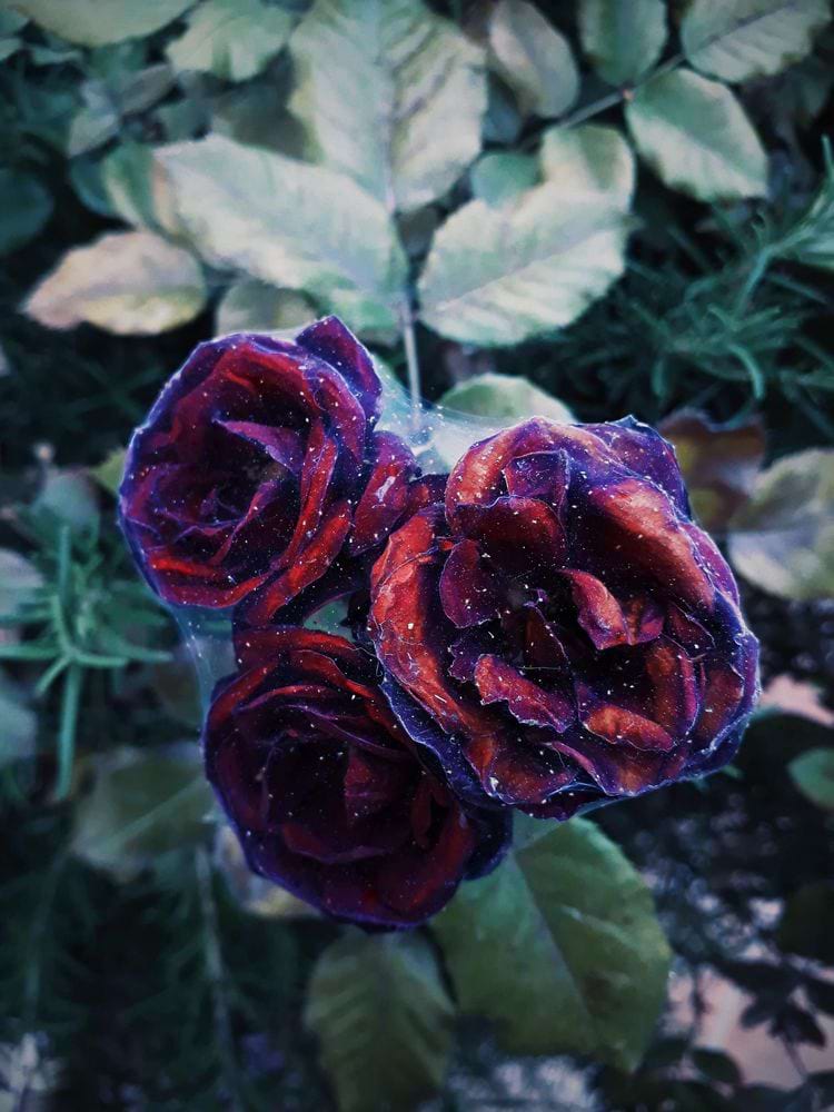 image-20250228133808-12