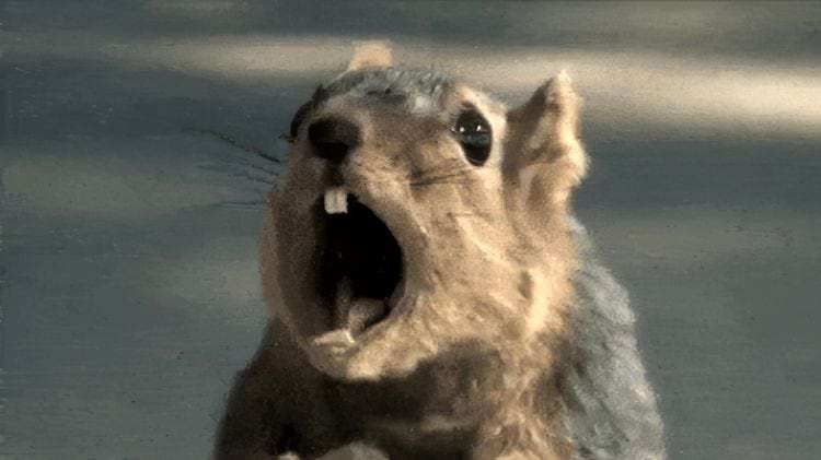 белка кричит