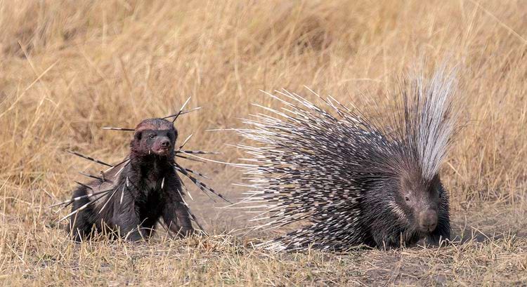 медоед напал н адикобраза и стоит весь в иглоках
