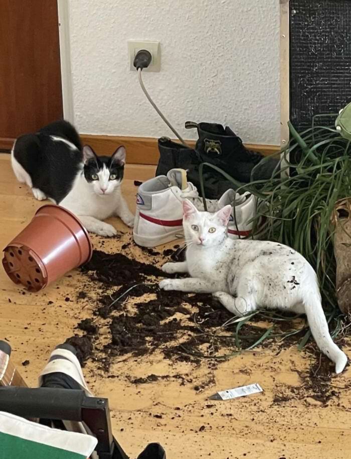 image-20250404140137-11