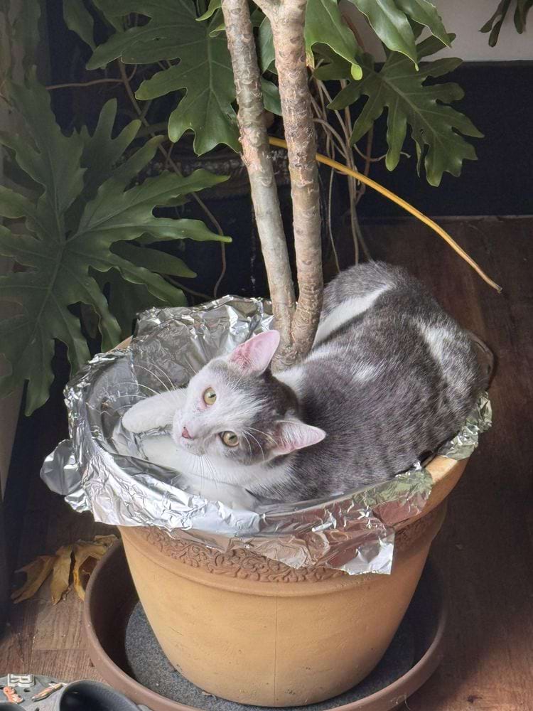 image-20250404140153-16