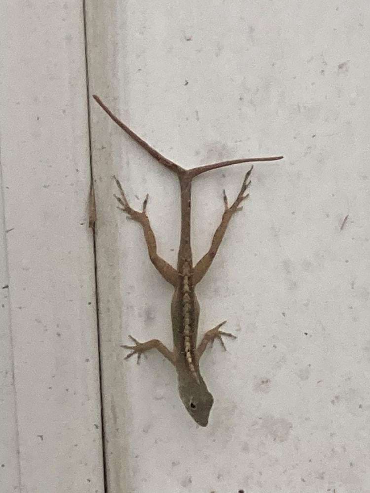 image-20250410162048-9