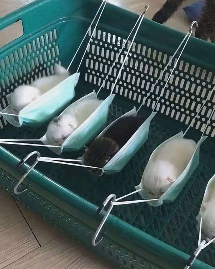 котята лежат в медицинских масках, которые висят в ящике