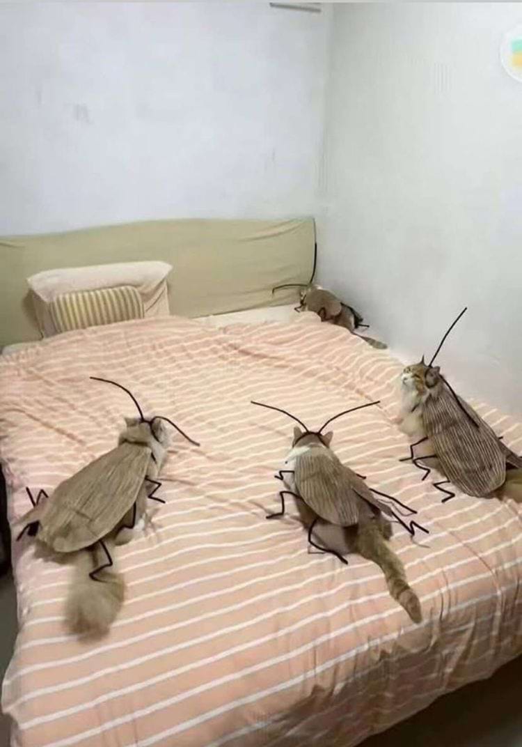 кошки в костюмах тараканов