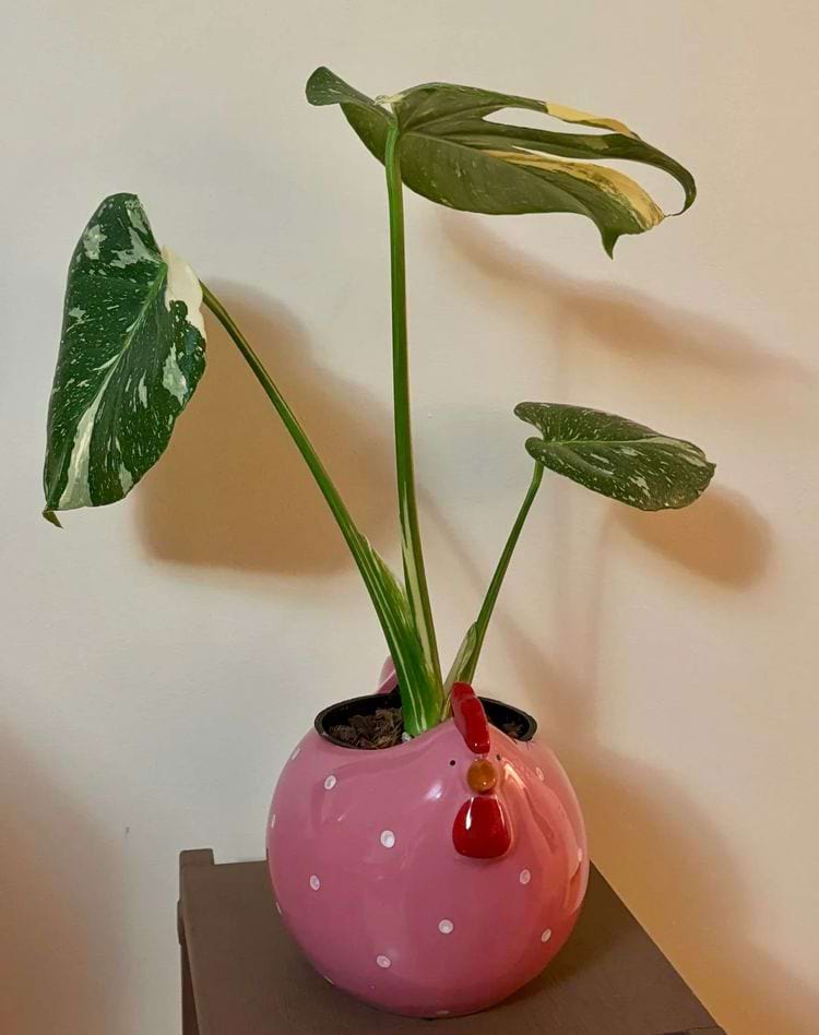 image-20250513135135-16