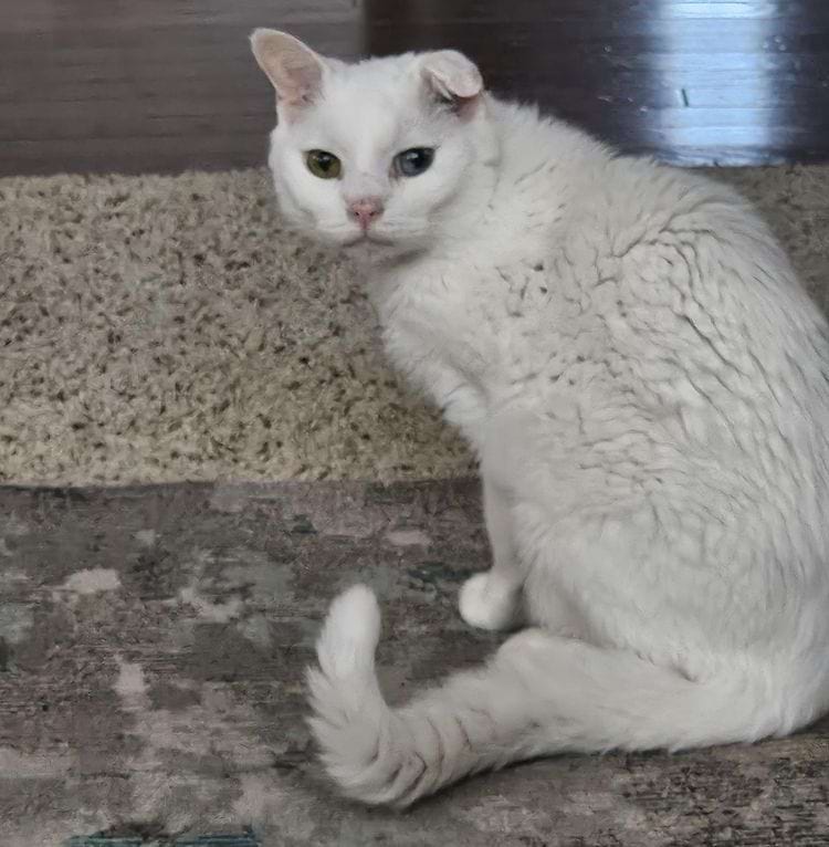 белая кошка с гетерохромией