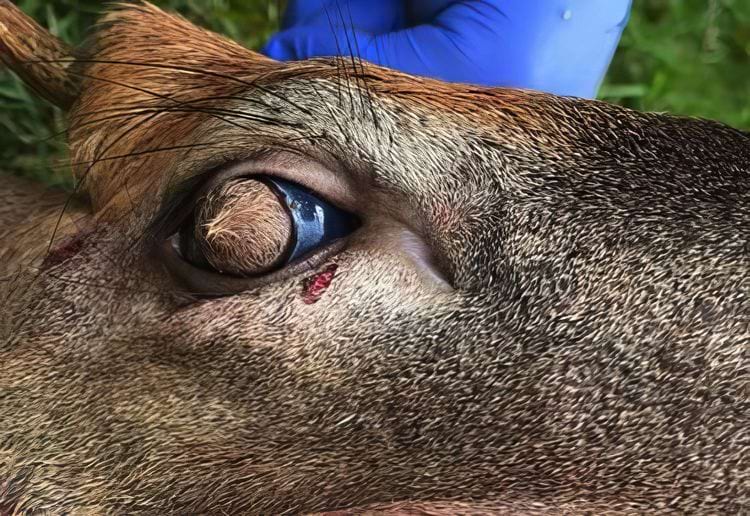 image-20250625172650-12