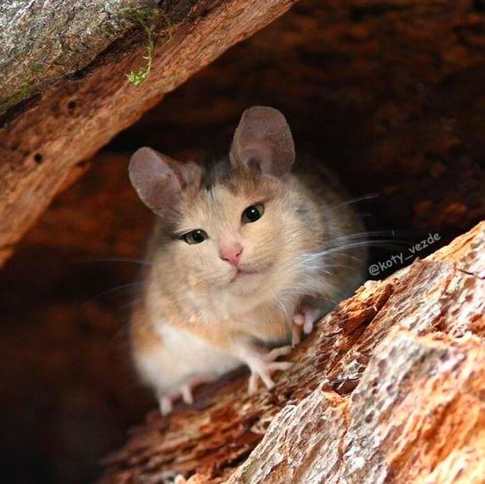 image-20250728104320-11