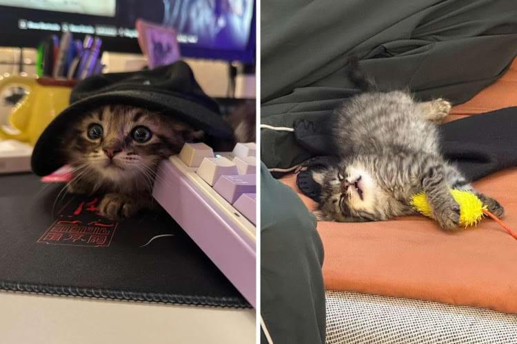 котенок в бейсболке