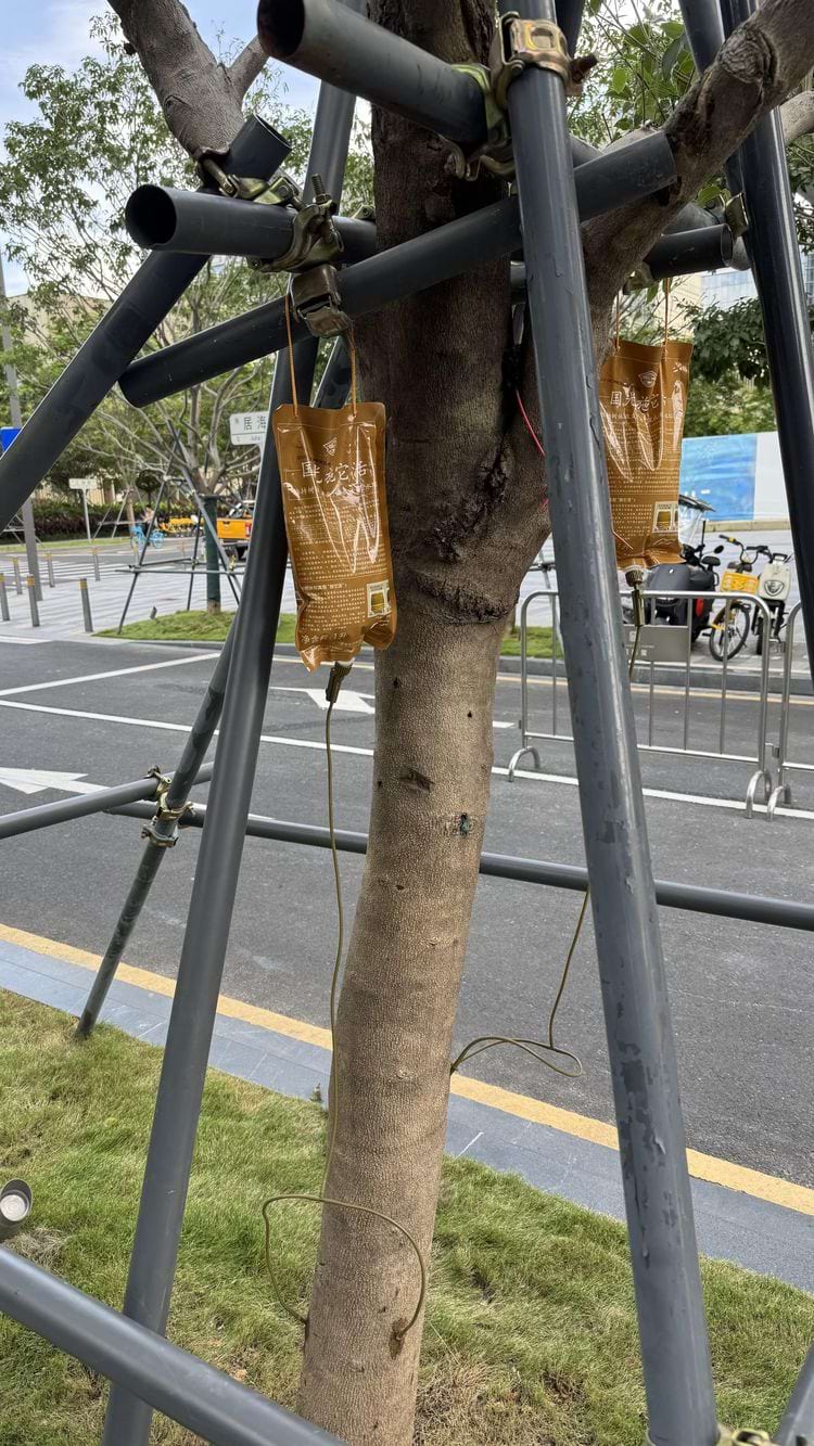 Дерево с капельницей в Китае