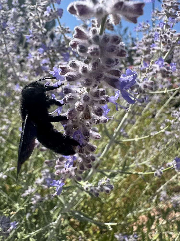 чёрная пчела-плотник