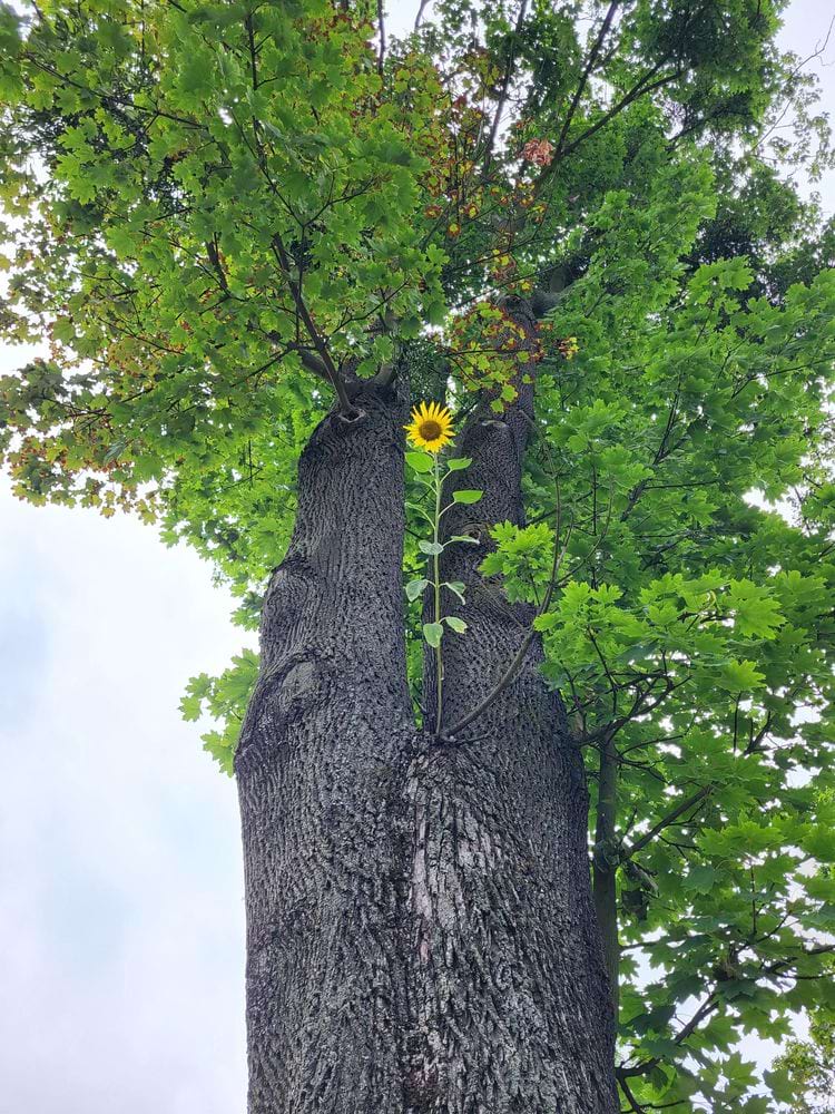 Подсолнух вырос на дереве