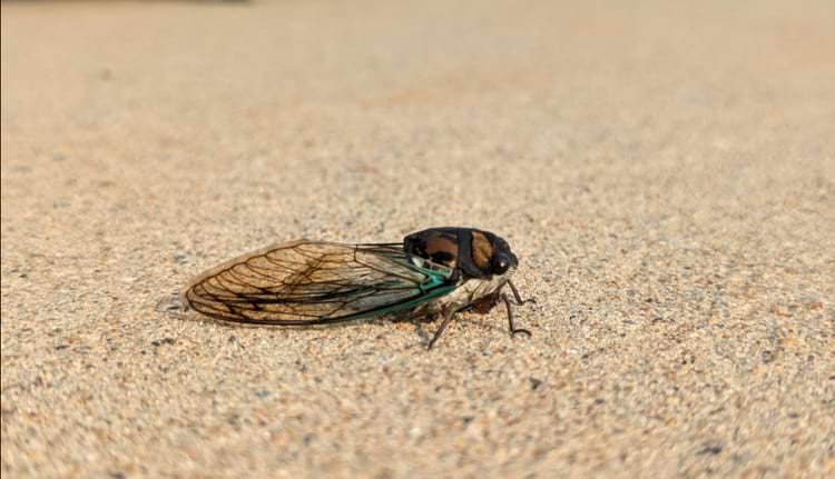 цикада без брюшка