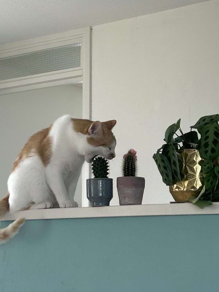кошка кусает кактус