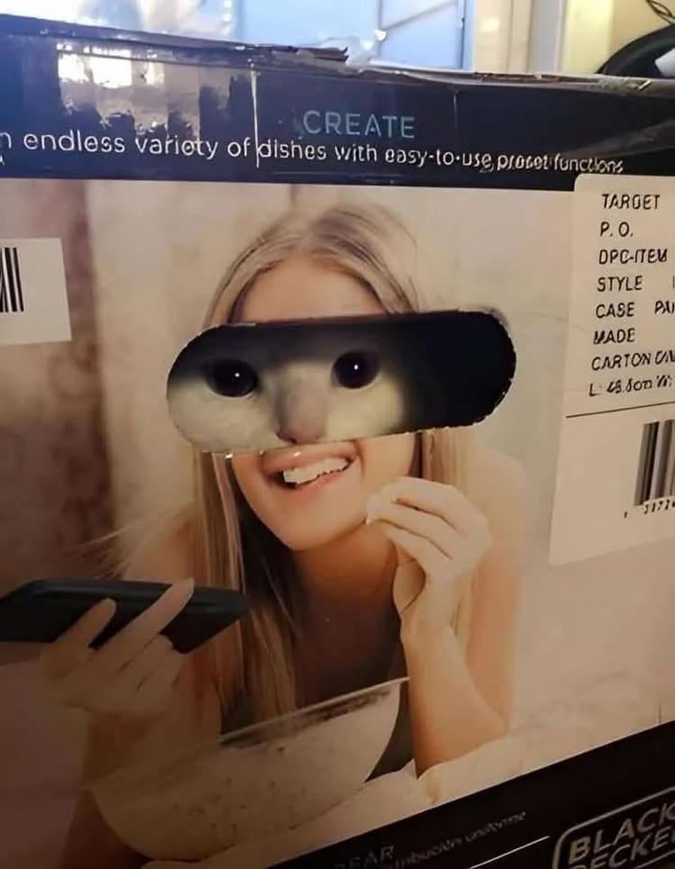 кошка выглядывает через дыру в коробке